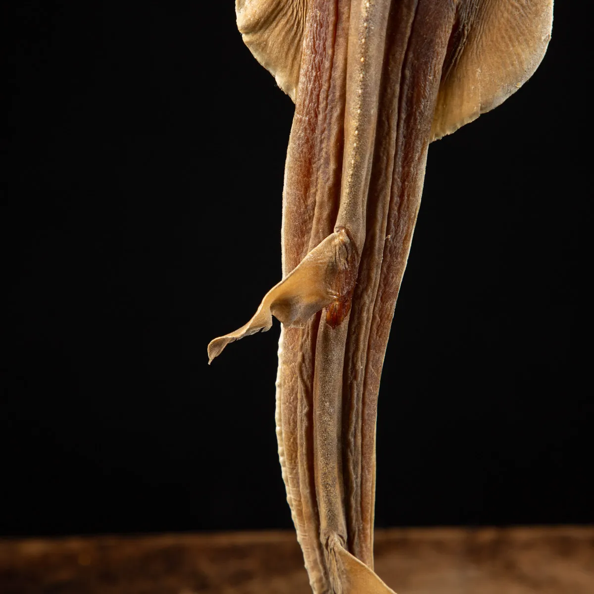 Wunderkammer pesce chitarra alieno "Jenny Haniver"