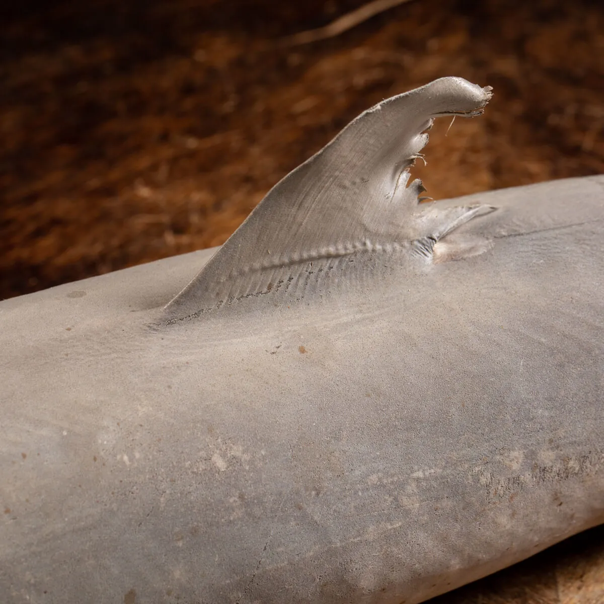 Squalo Limone