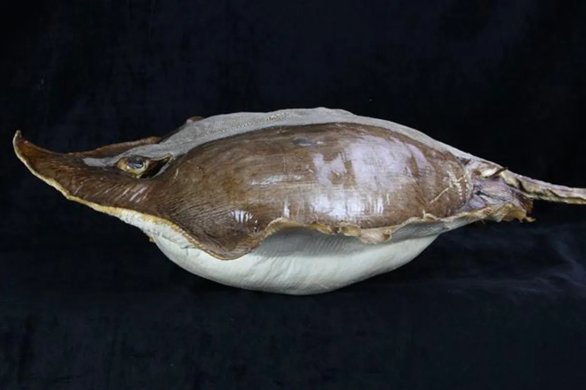 Razza "Stingray" - Myliobatoidei sp.