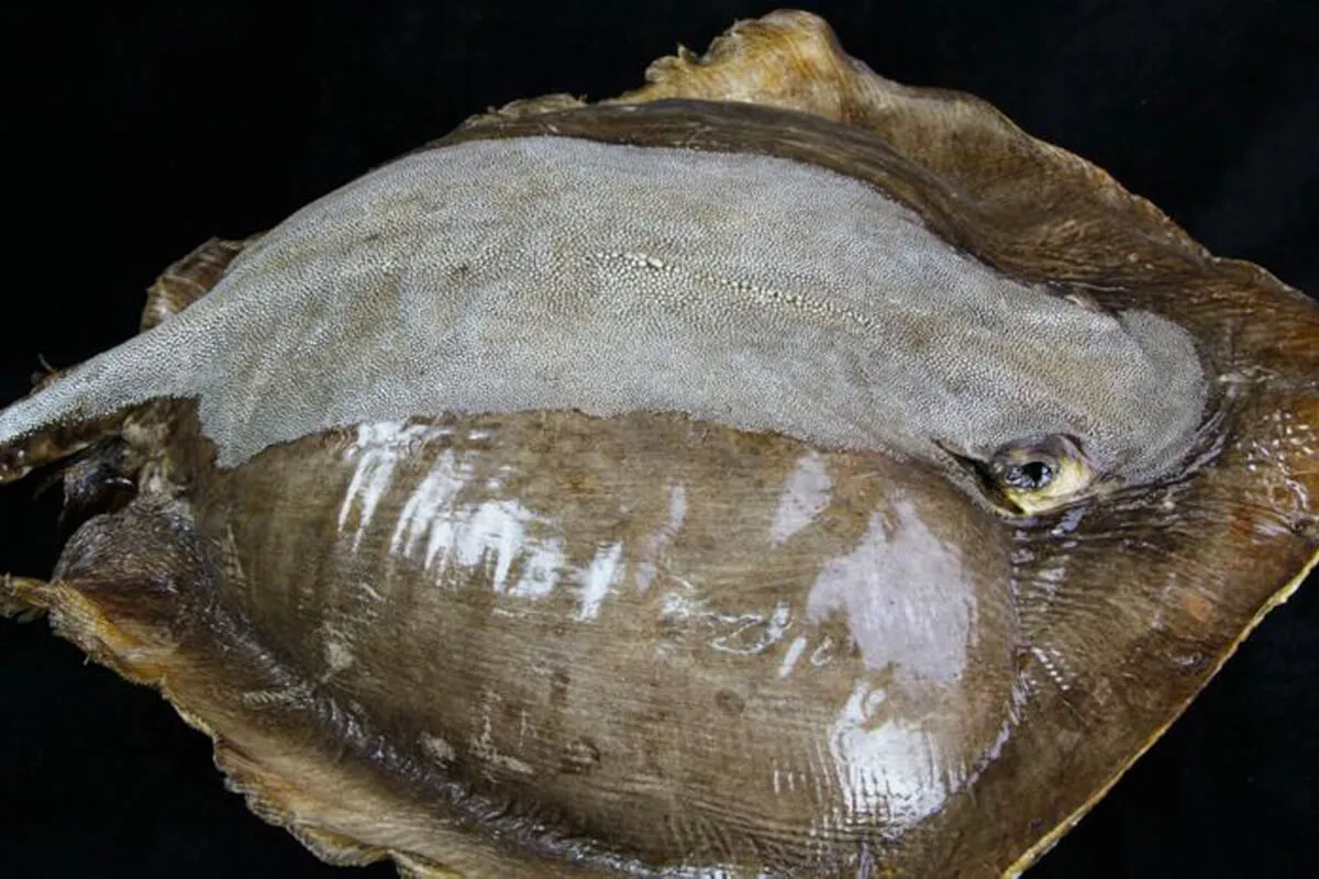 Razza "Stingray" - Myliobatoidei sp.