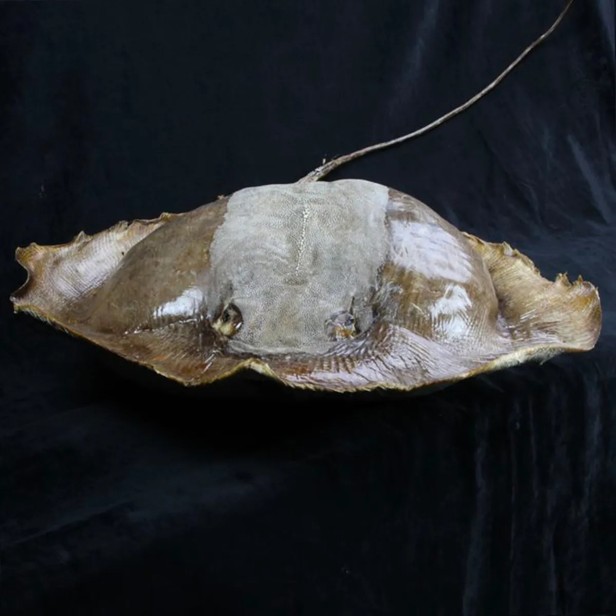 Razza "Stingray" - Myliobatoidei sp.