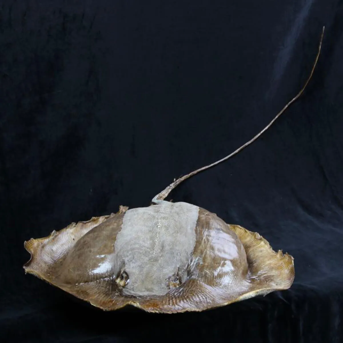 Razza "Stingray" - Myliobatoidei sp.