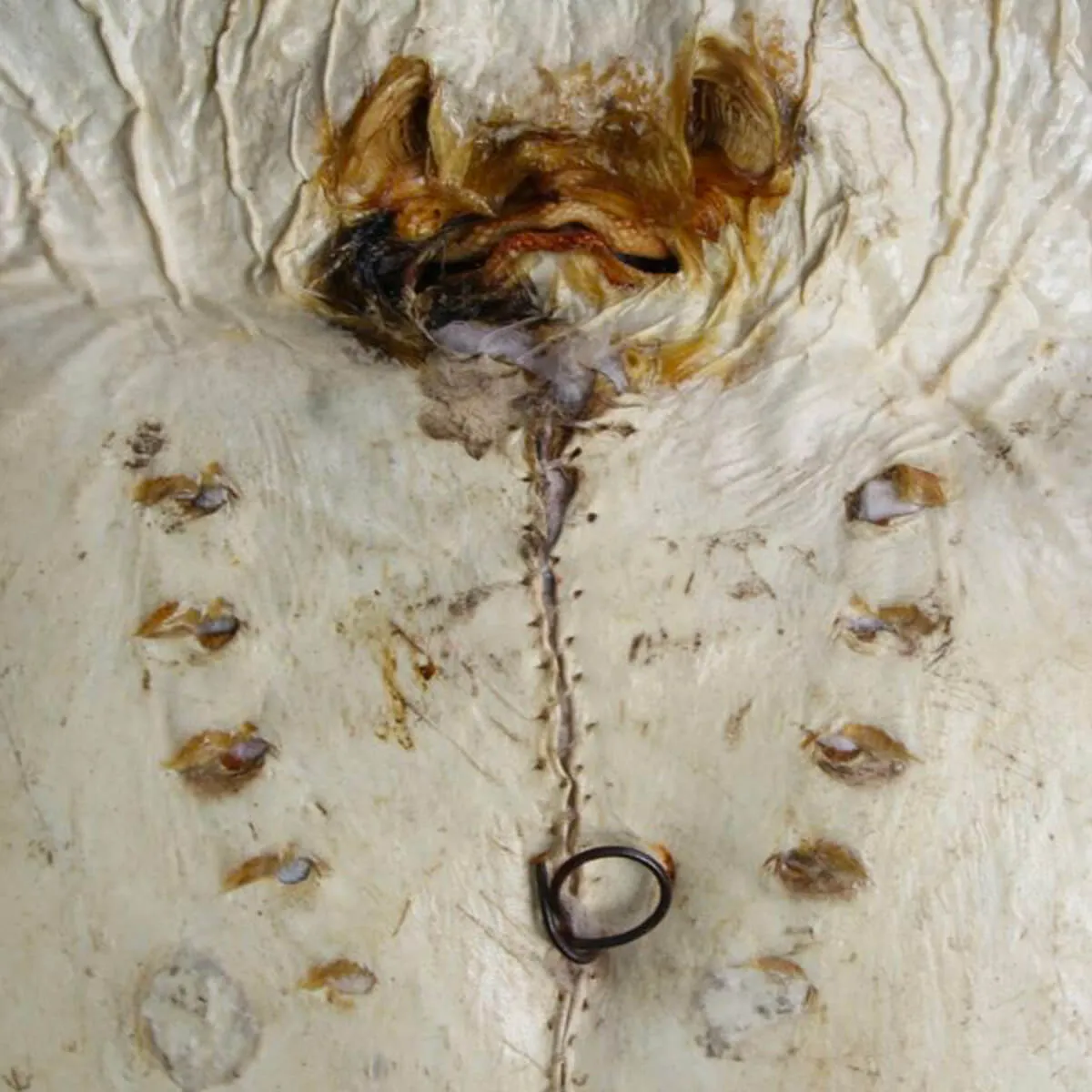 Razza "Stingray" - Myliobatoidei sp.