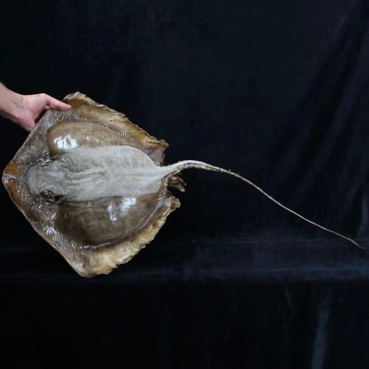Razza "Stingray" - Myliobatoidei sp.