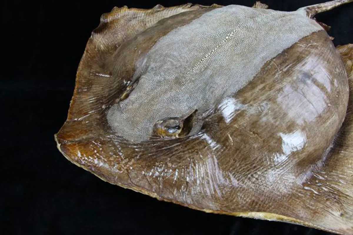 Razza "Stingray" - Myliobatoidei sp.