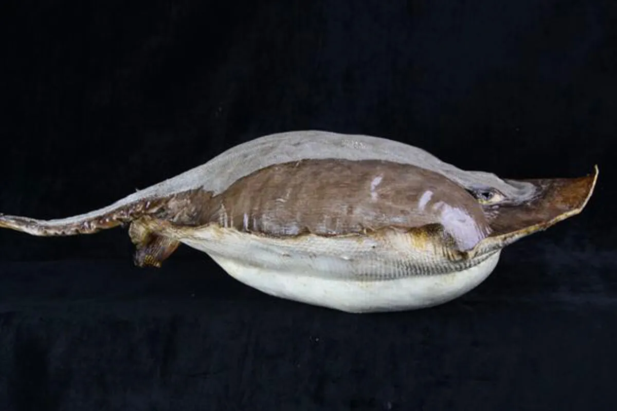 Razza "Stingray" - Myliobatoidei sp.