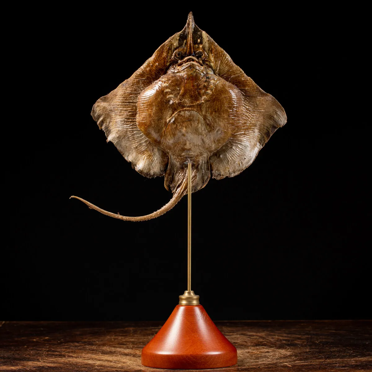 Razza "Stingray" - su Piedistallo