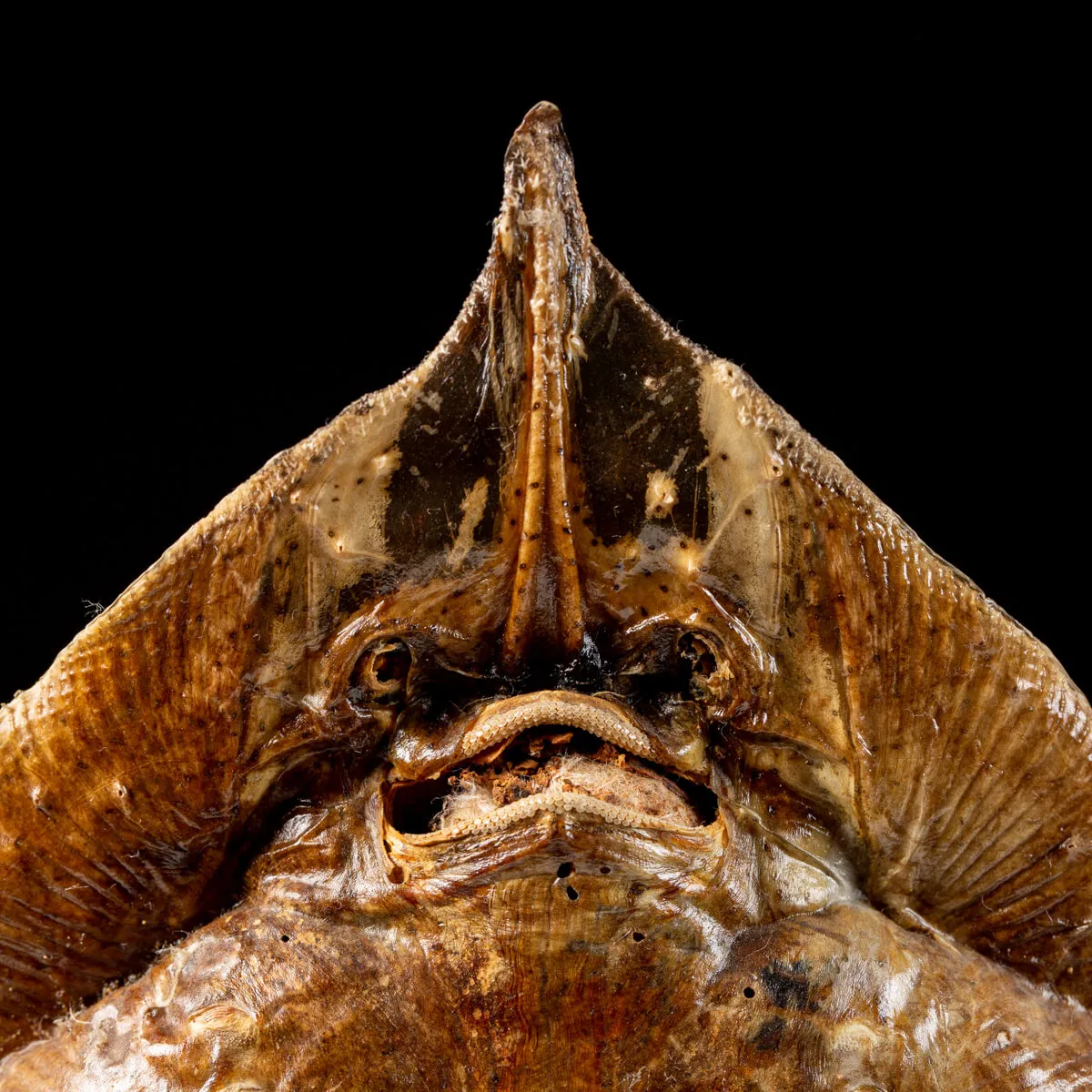 Razza "Stingray" - su Piedistallo