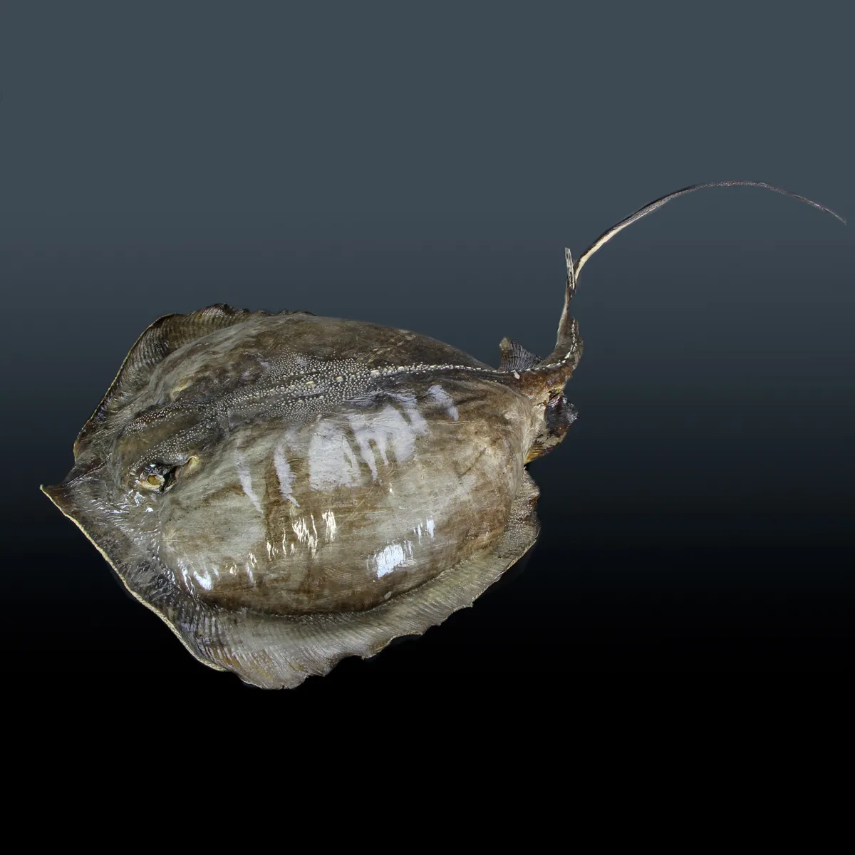 Razza "Stingray" - Myliobatoidei sp.