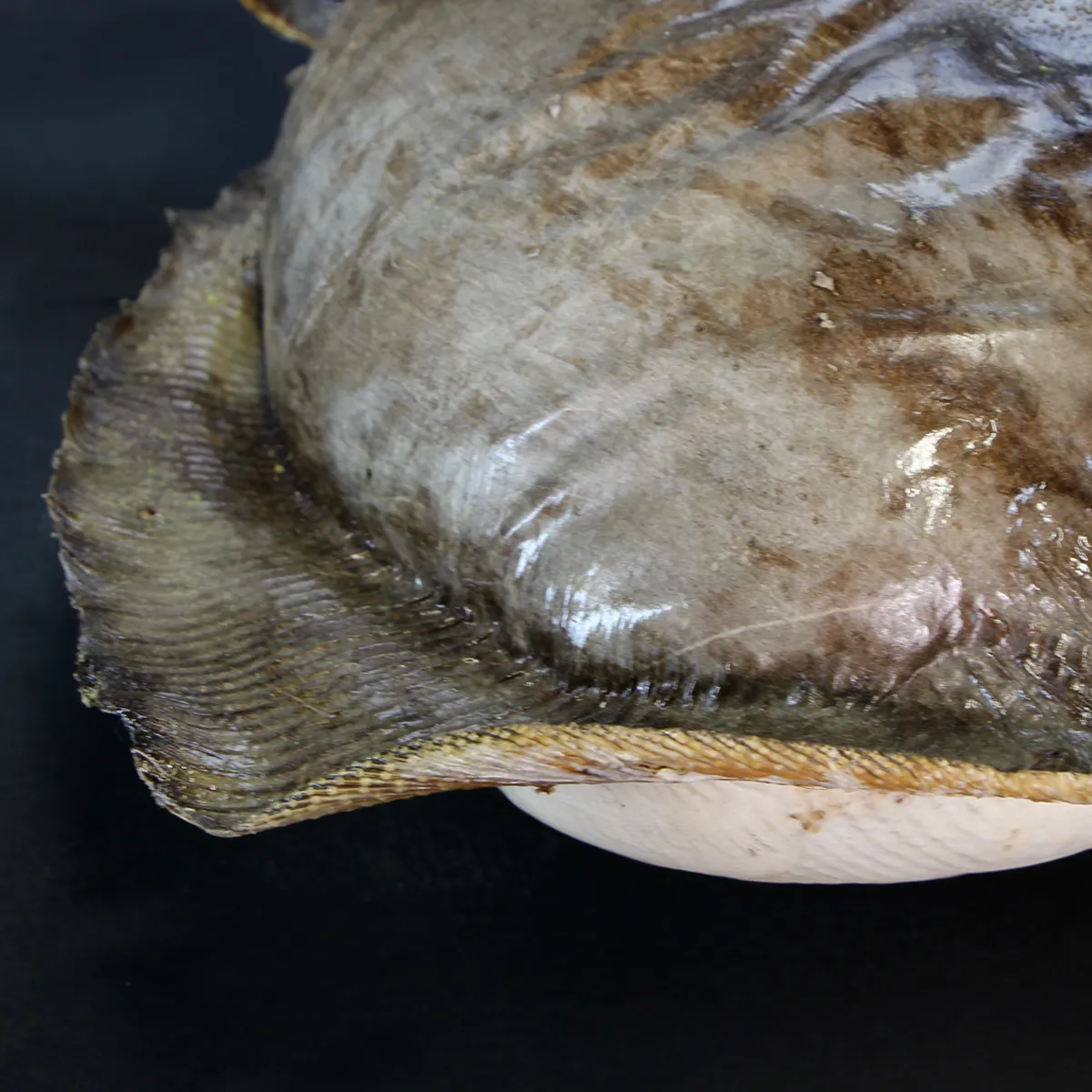 Razza "Stingray" - Myliobatoidei sp.