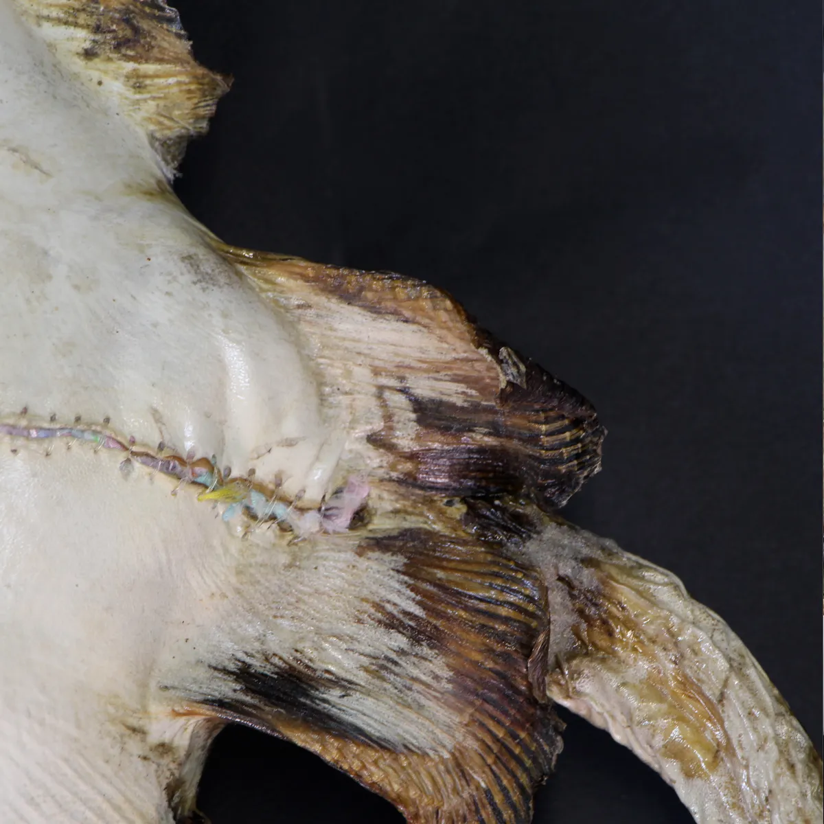 Razza "Stingray" - Myliobatoidei sp.