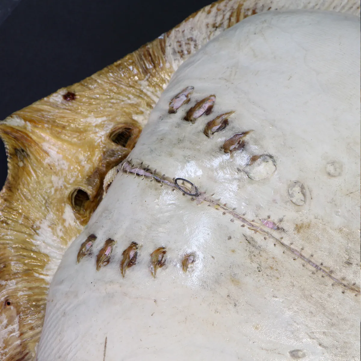 Razza "Stingray" - Myliobatoidei sp.