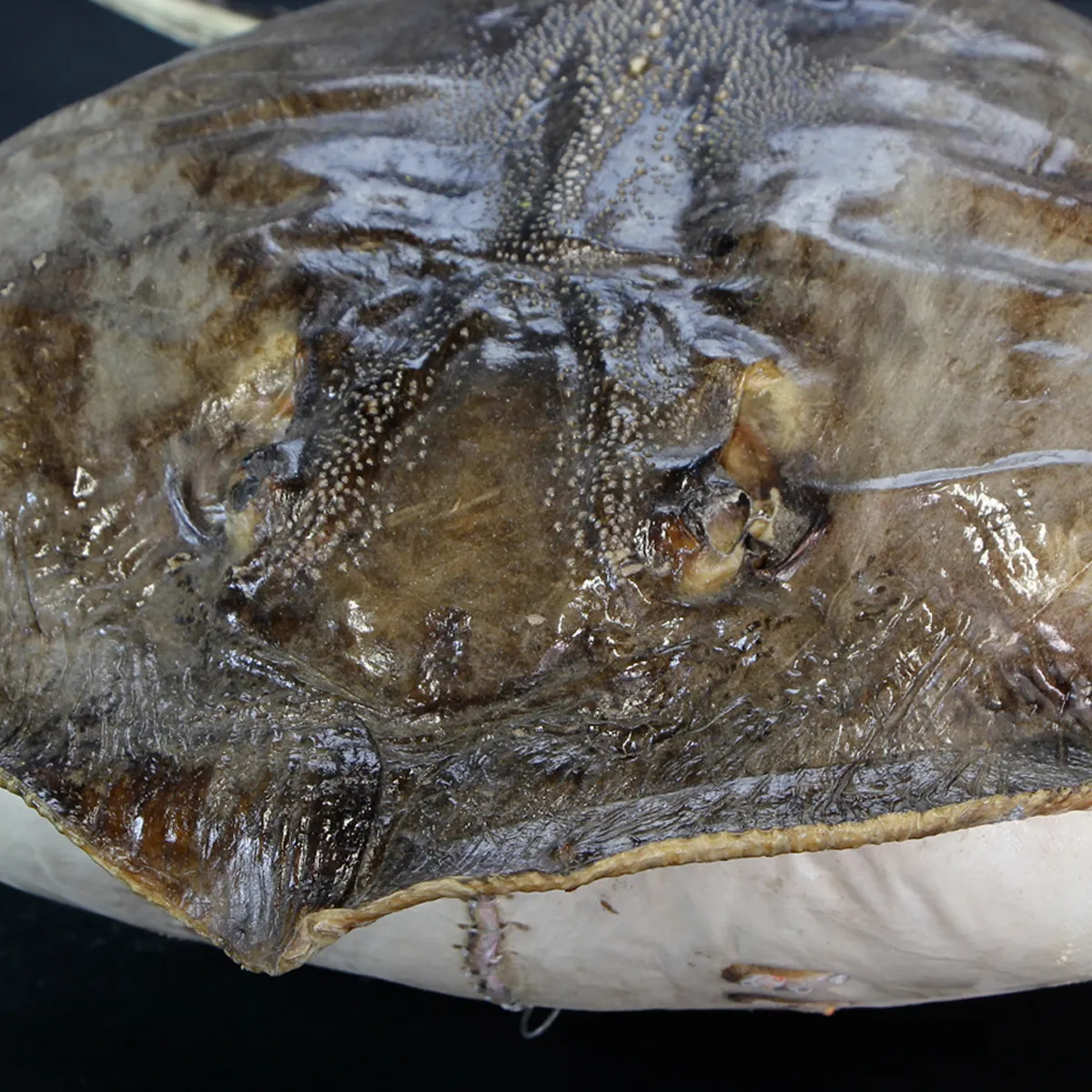 Razza "Stingray" - Myliobatoidei sp.