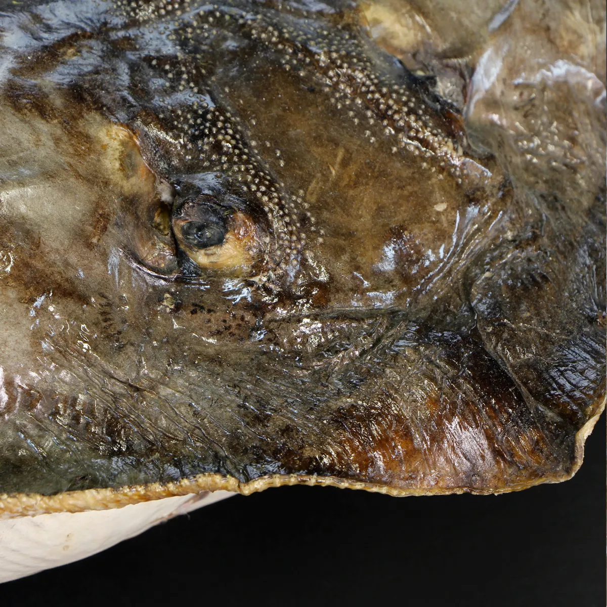 Razza "Stingray" - Myliobatoidei sp.