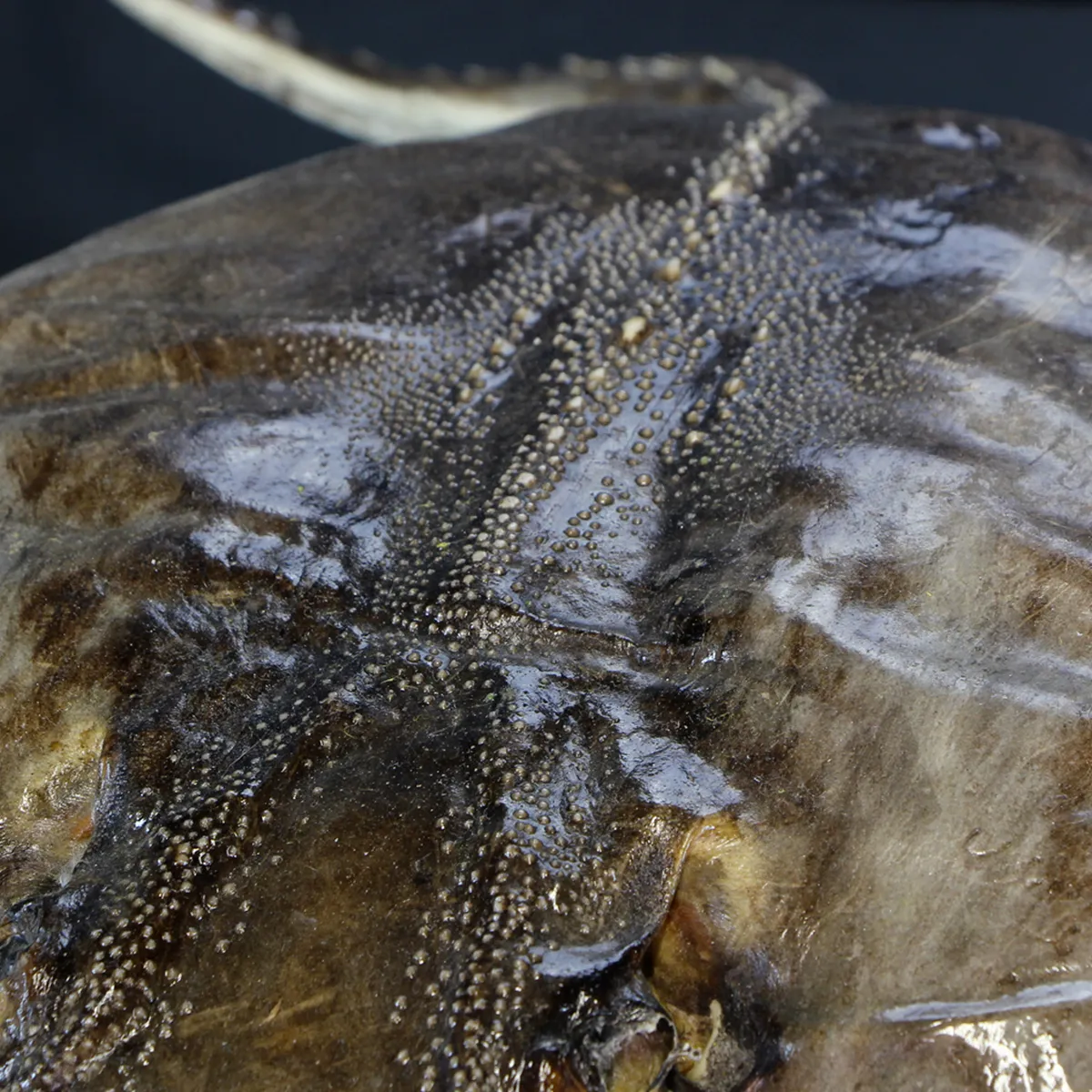 Razza "Stingray" - Myliobatoidei sp.