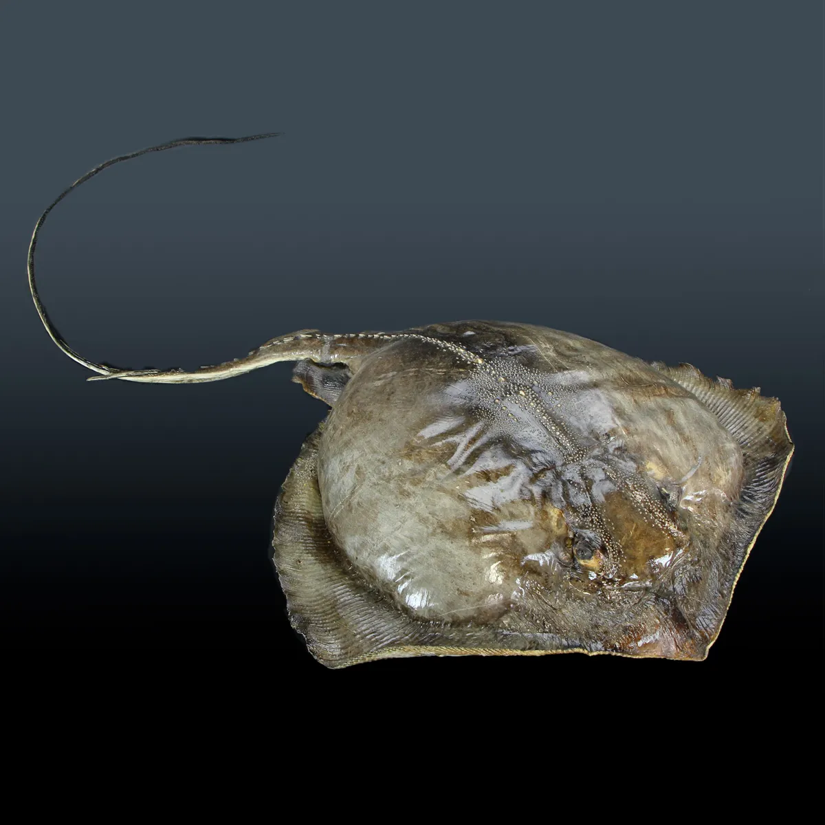 Razza "Stingray" - Myliobatoidei sp.