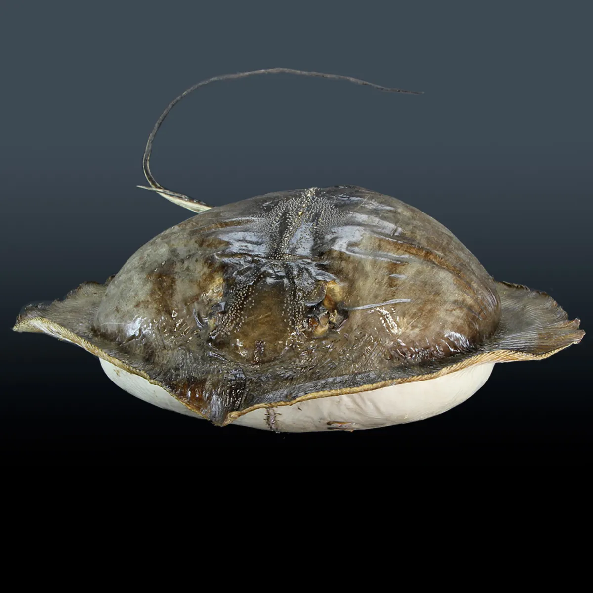 Razza "Stingray" - Myliobatoidei sp.