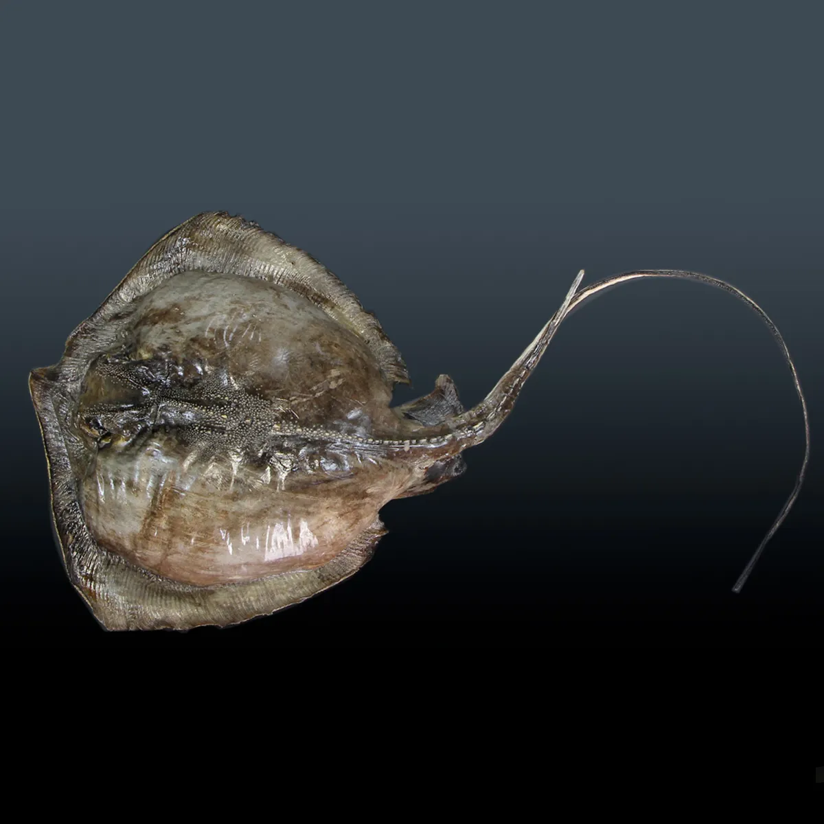 Razza "Stingray" - Myliobatoidei sp.