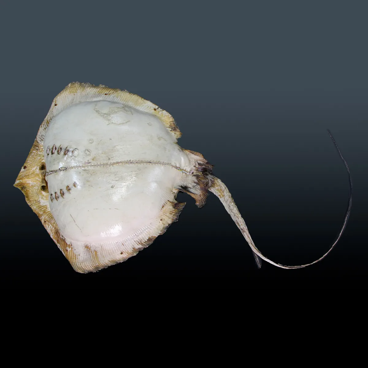 Razza "Stingray" - Myliobatoidei sp.
