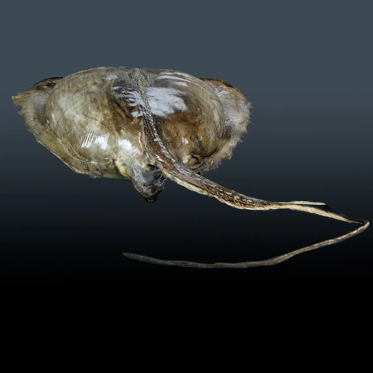 Razza "Stingray" - Myliobatoidei sp.