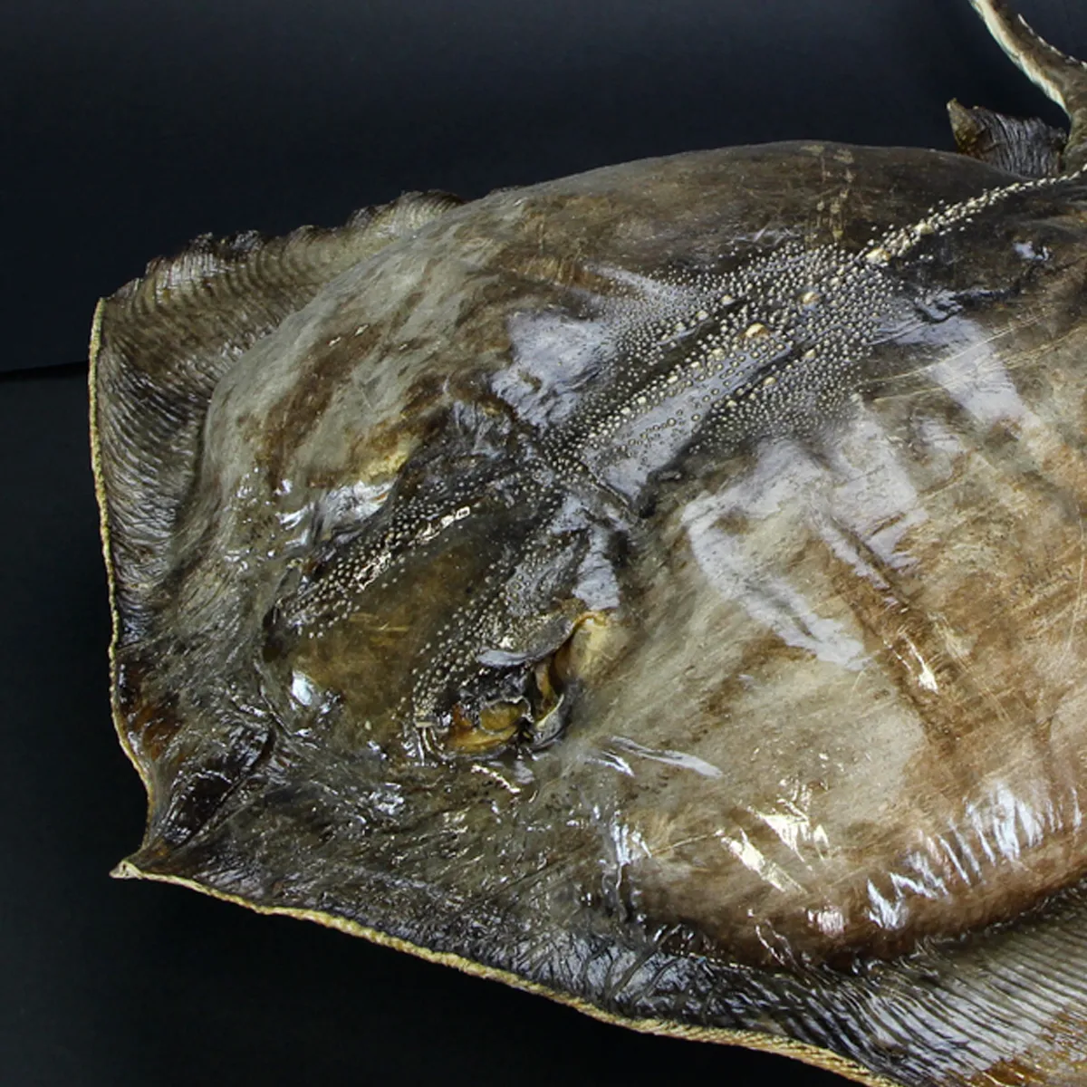 Razza "Stingray" - Myliobatoidei sp.