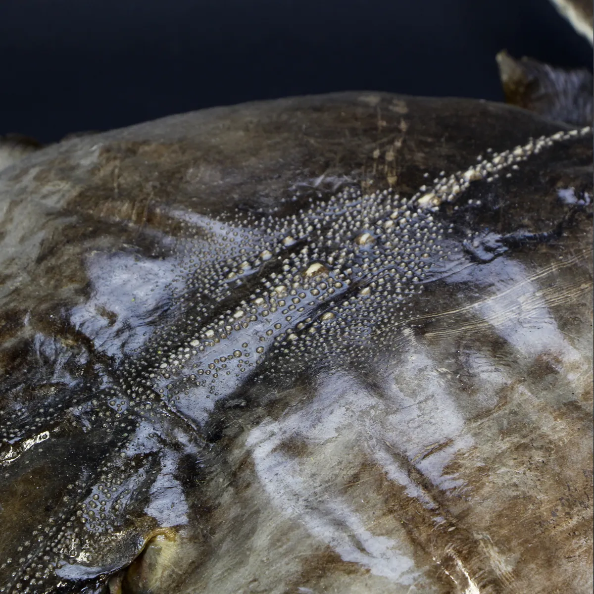 Razza "Stingray" - Myliobatoidei sp.