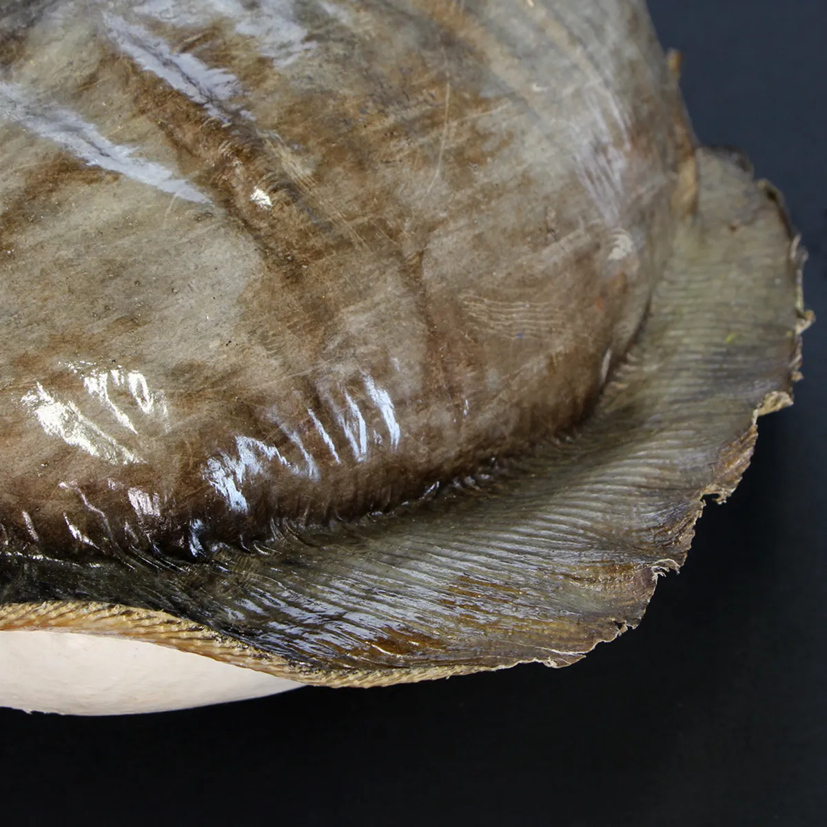 Razza "Stingray" - Myliobatoidei sp.