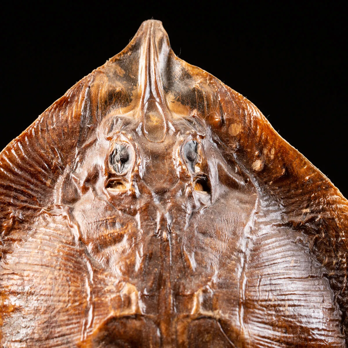 Razza "Stingray" - su Piedistallo