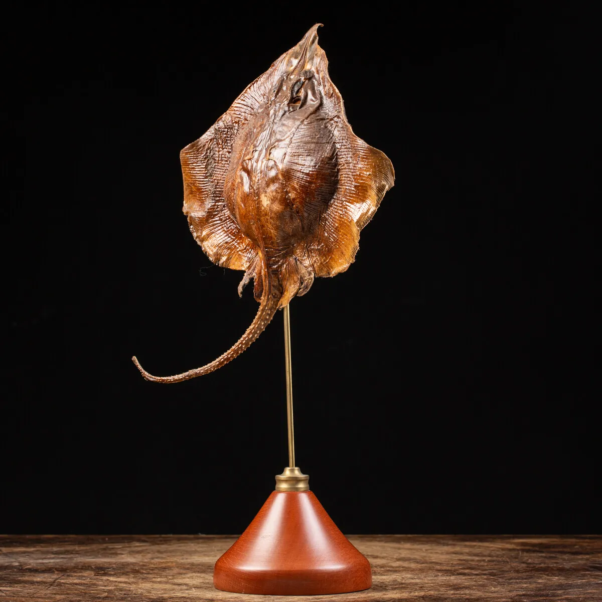 Razza "Stingray" - su Piedistallo