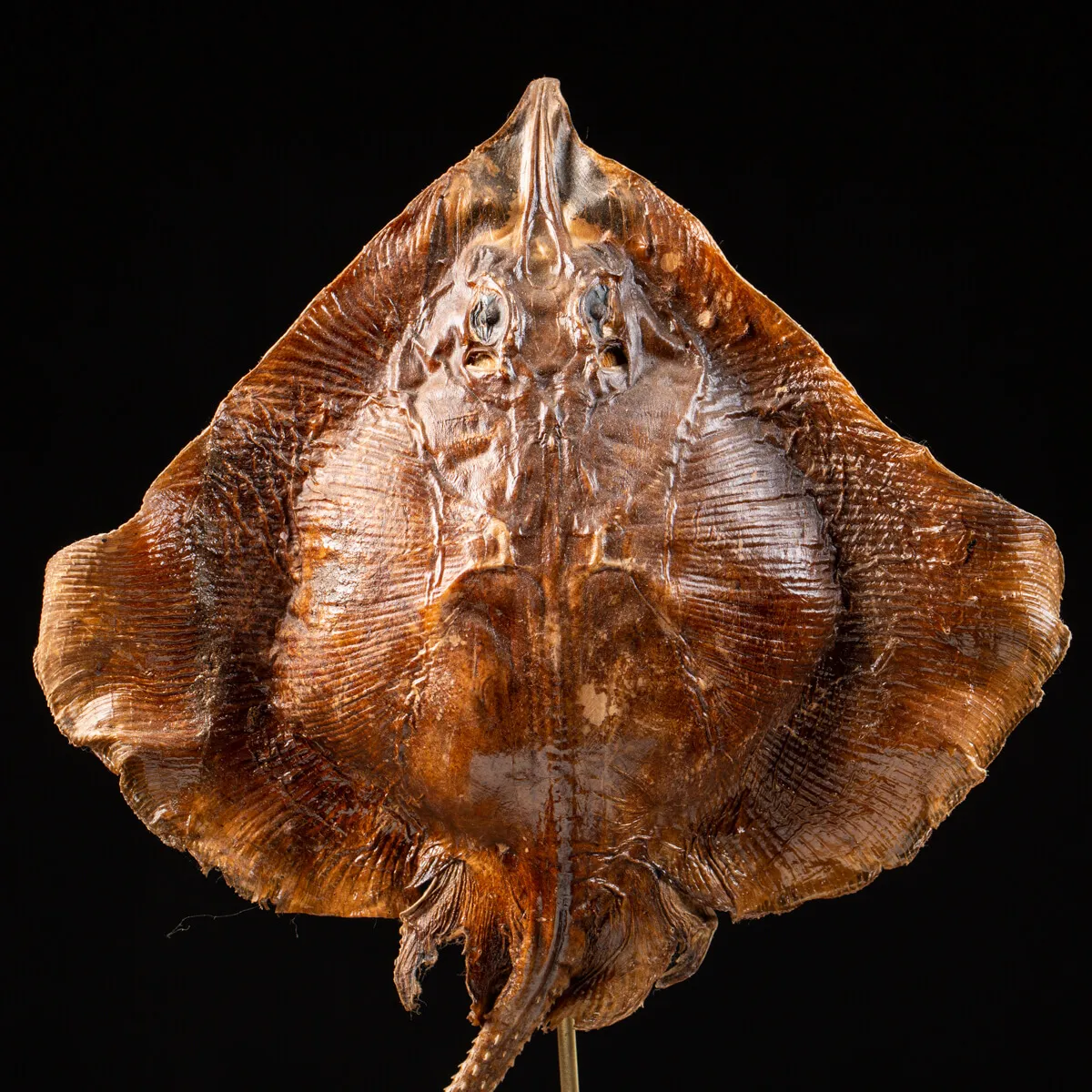 Razza "Stingray" - su Piedistallo