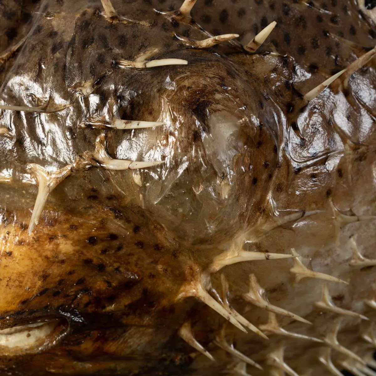 Tetraodontidae sp.