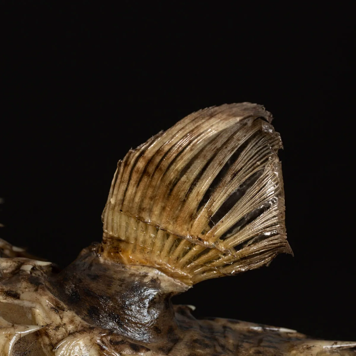 Tetraodontidae sp.