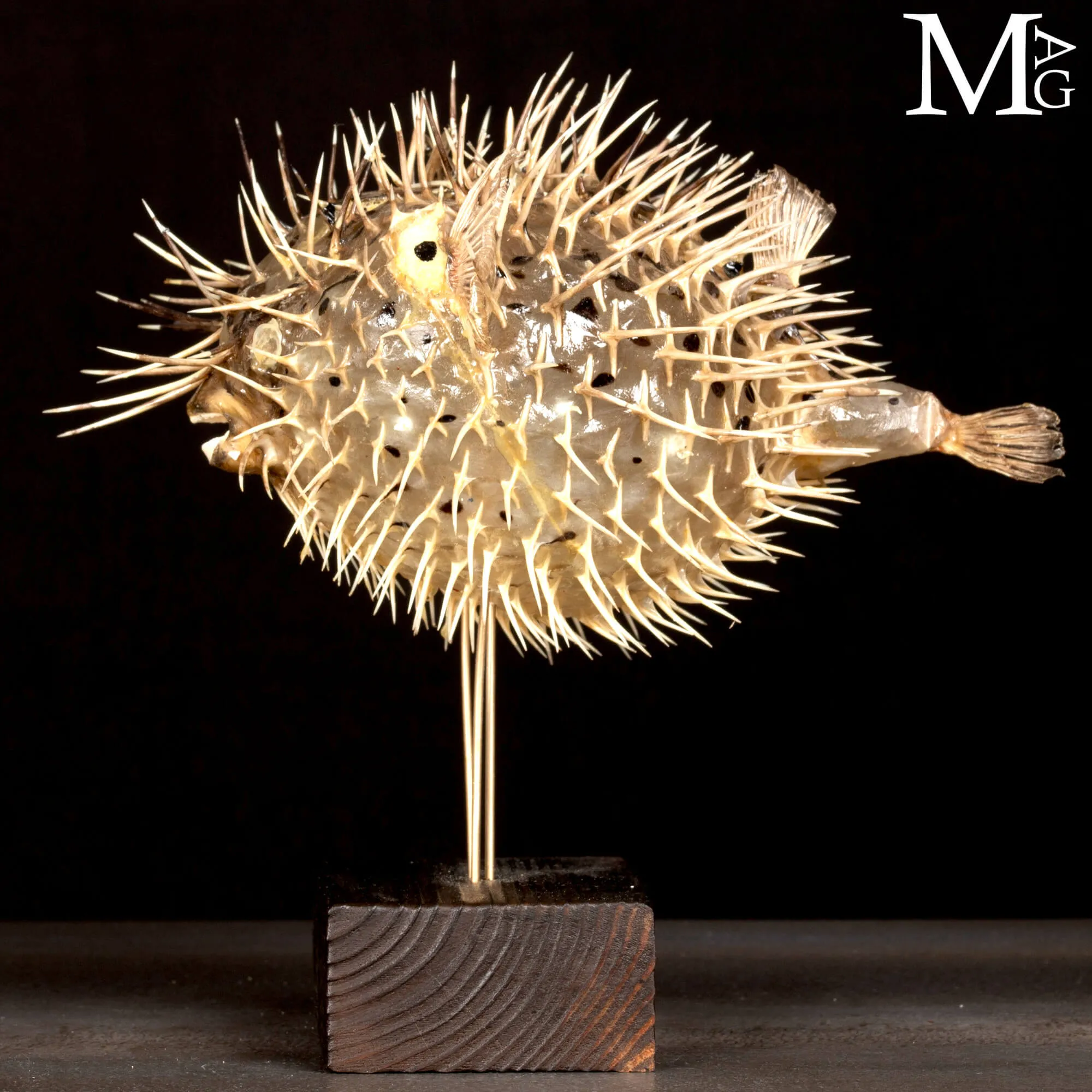 Pesce Palla su Base in Legno e Ottone.
