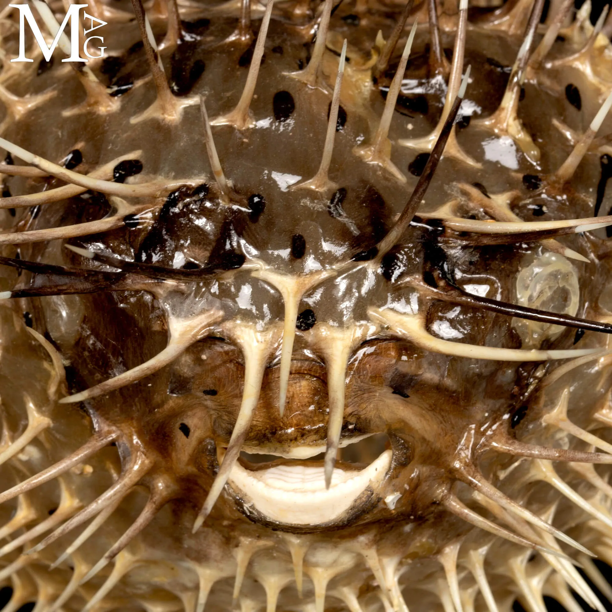 Pesce Palla su Base in Legno e Ottone.