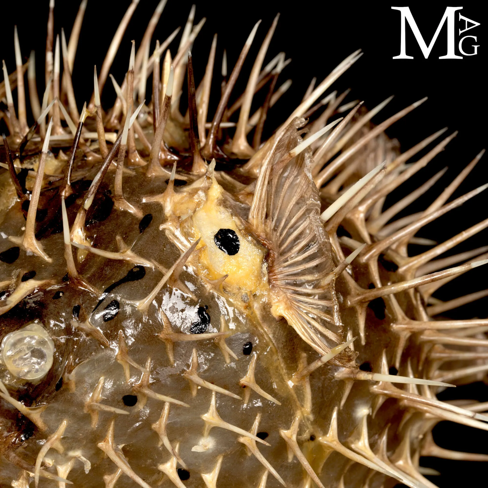 Pesce Palla su Base in Legno e Ottone.