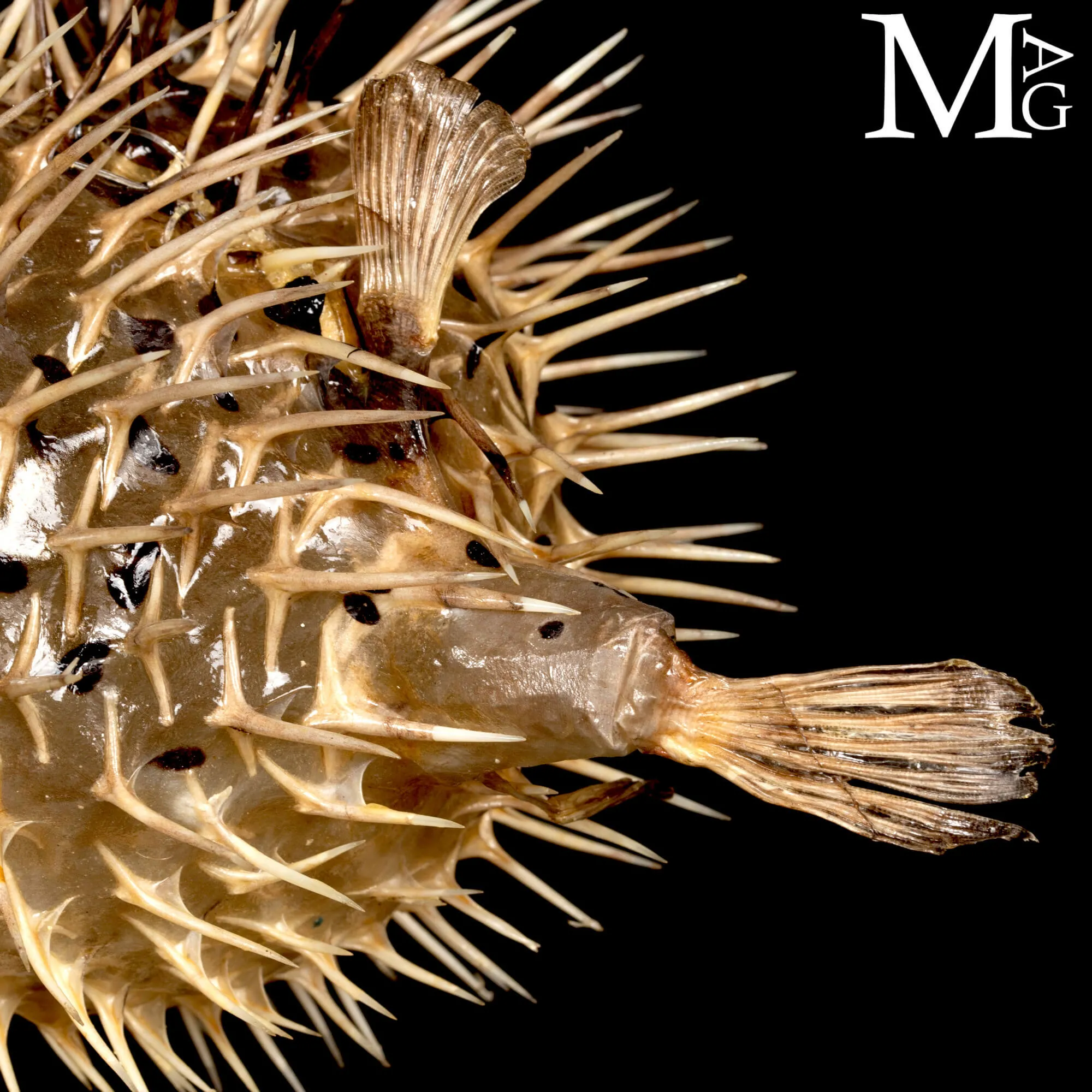 Pesce Palla su Base in Legno e Ottone.