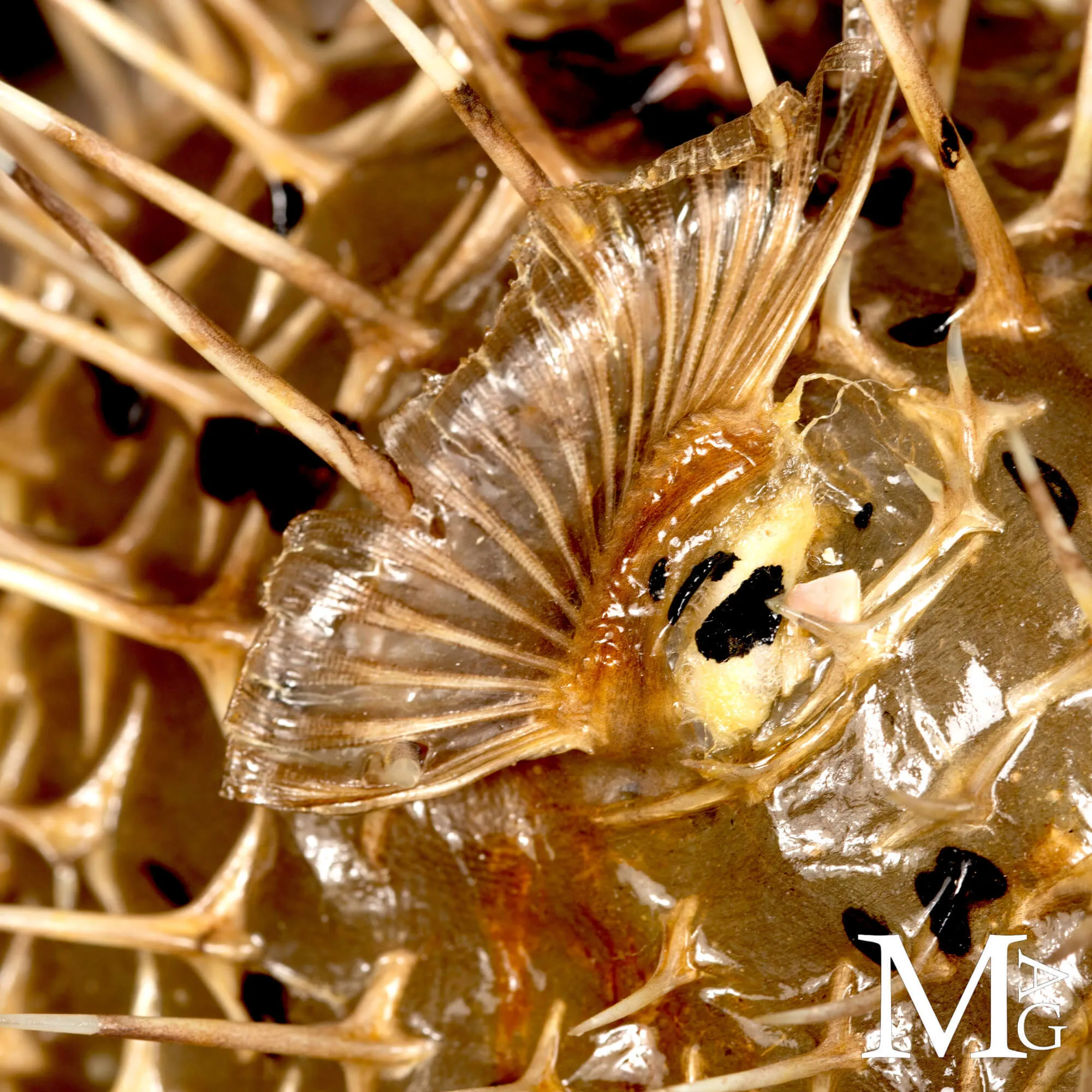 Pesce Palla su Base in Legno e Ottone.