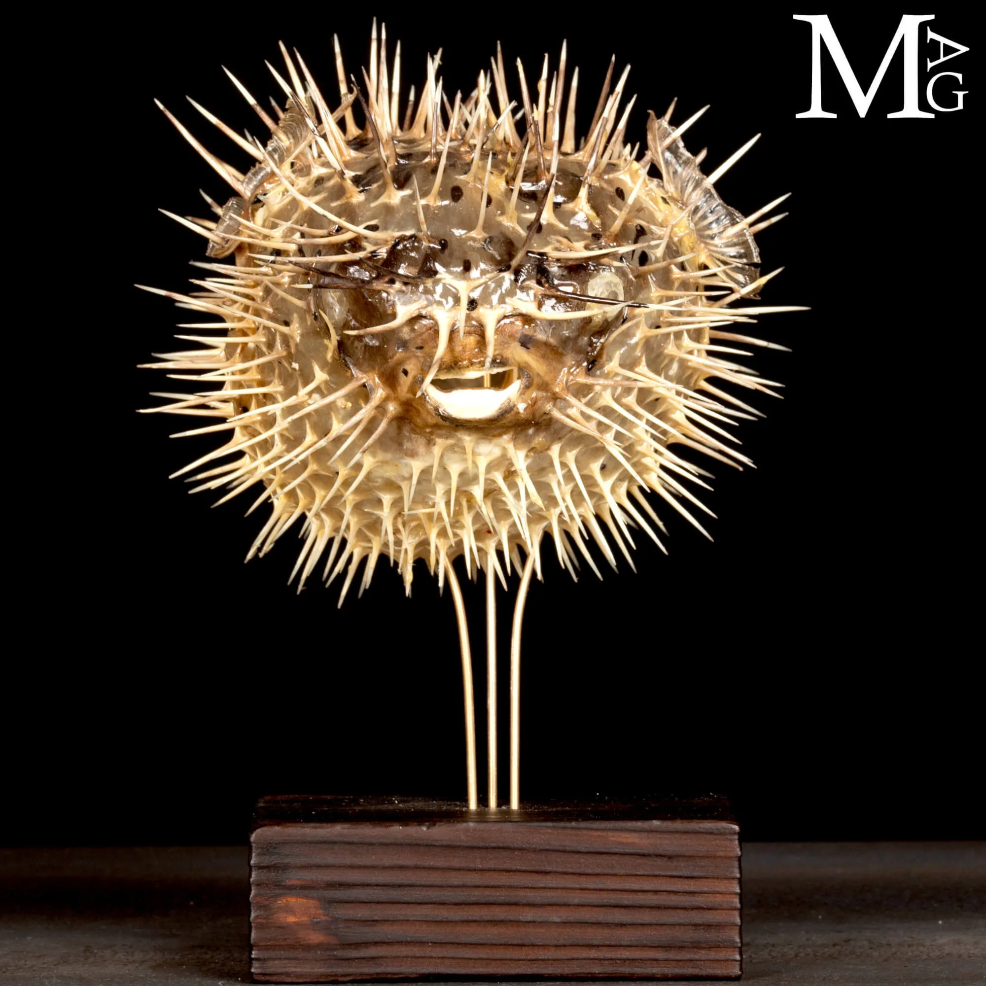 Pesce Palla su Base in Legno e Ottone.
