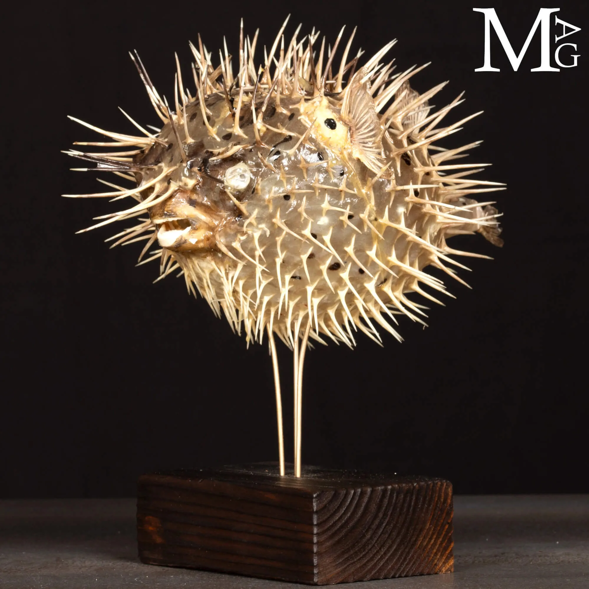 Pesce Palla su Base in Legno e Ottone.