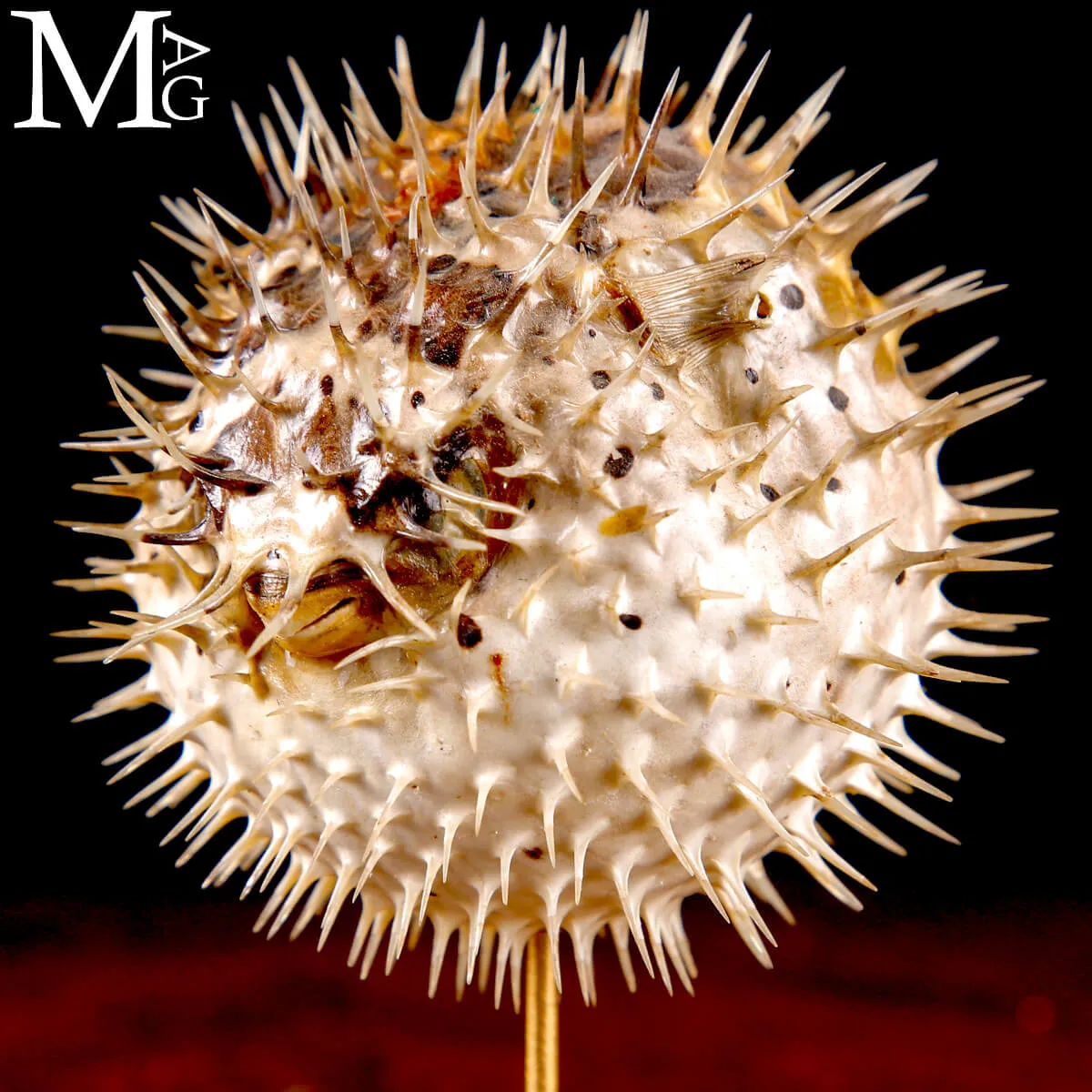 Pesce Palla – Cabinet de Curiosités