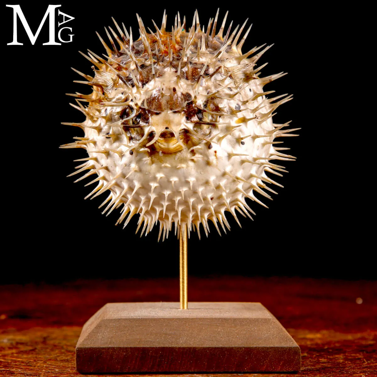 Pesce Palla – Cabinet de Curiosités