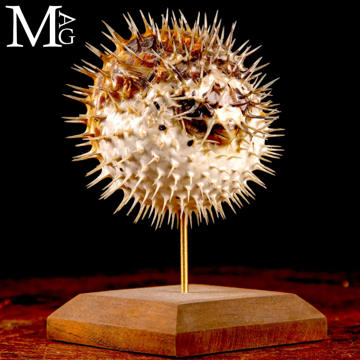 Pesce Palla – Cabinet de Curiosités