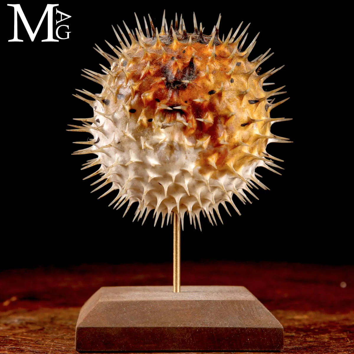 Pesce Palla – Cabinet de Curiosités