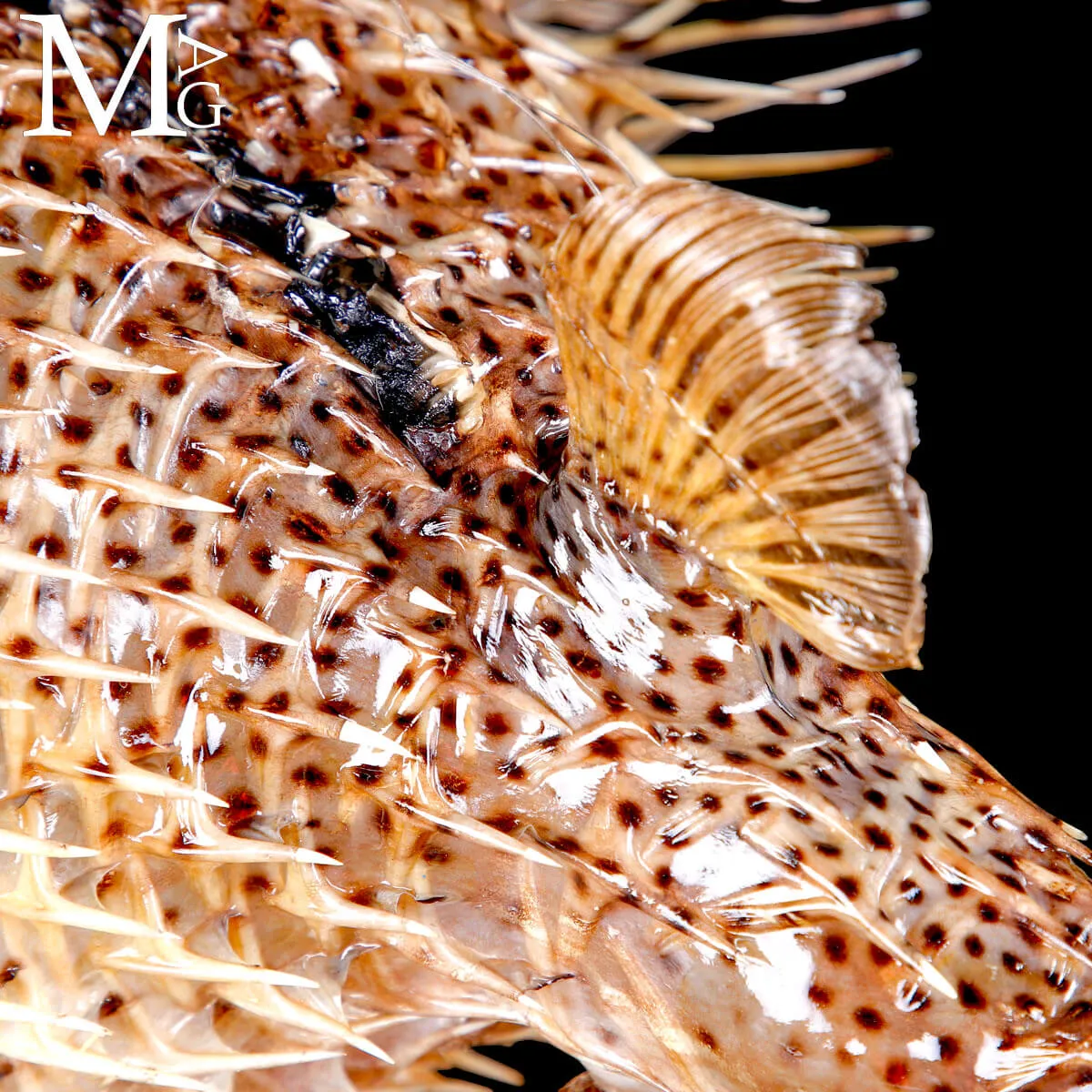 Pesce Palla Essiccato – Tetraodontidae
