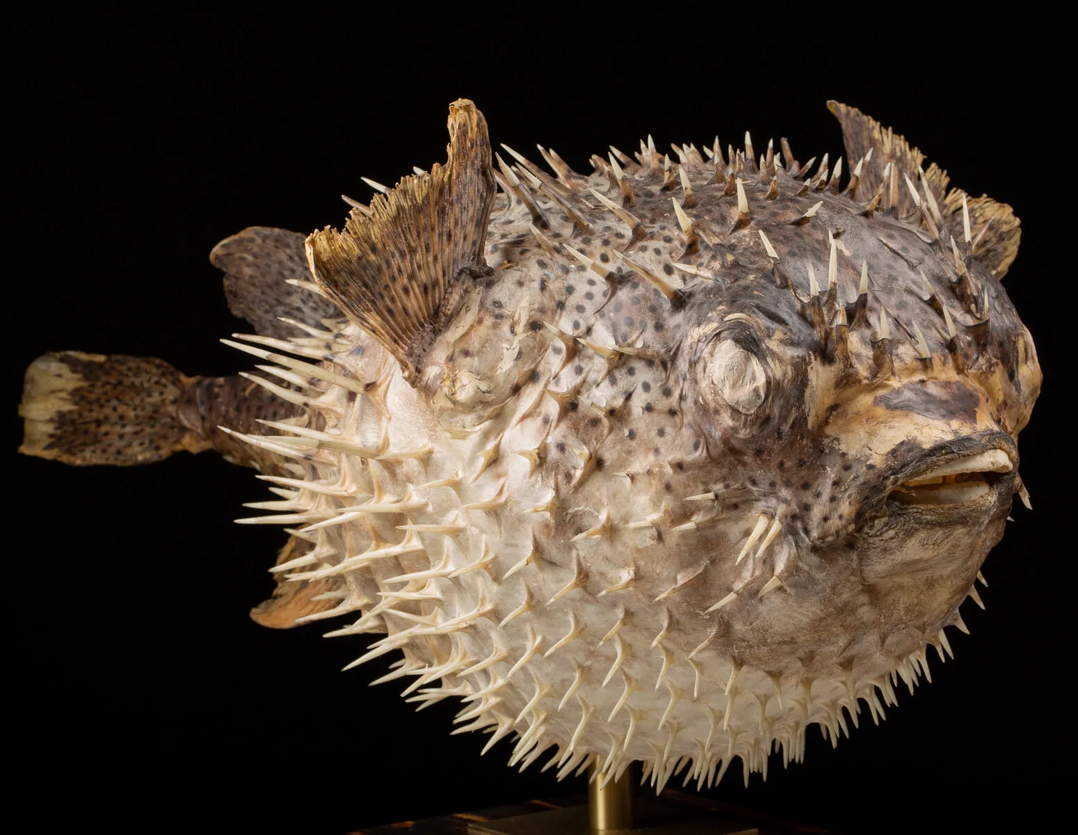 Tetraodontidae sp.