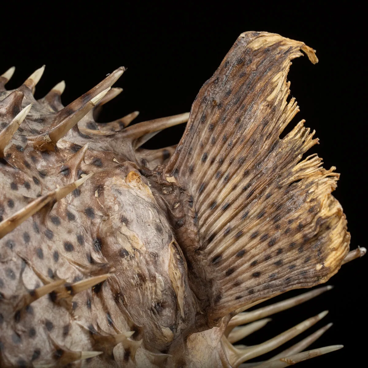 Tetraodontidae sp.