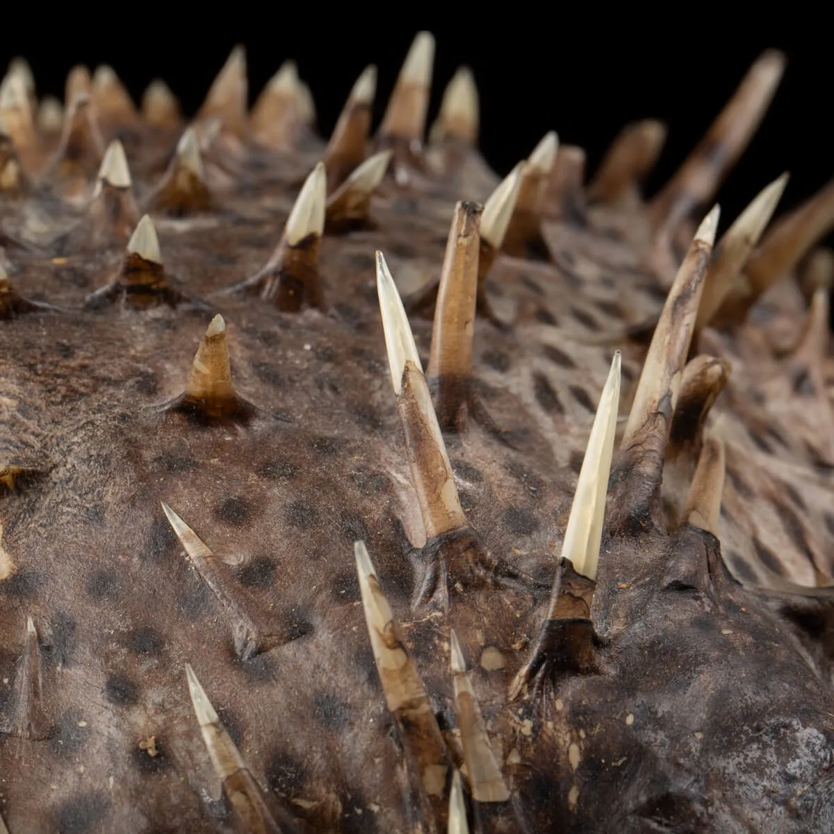 Tetraodontidae sp.