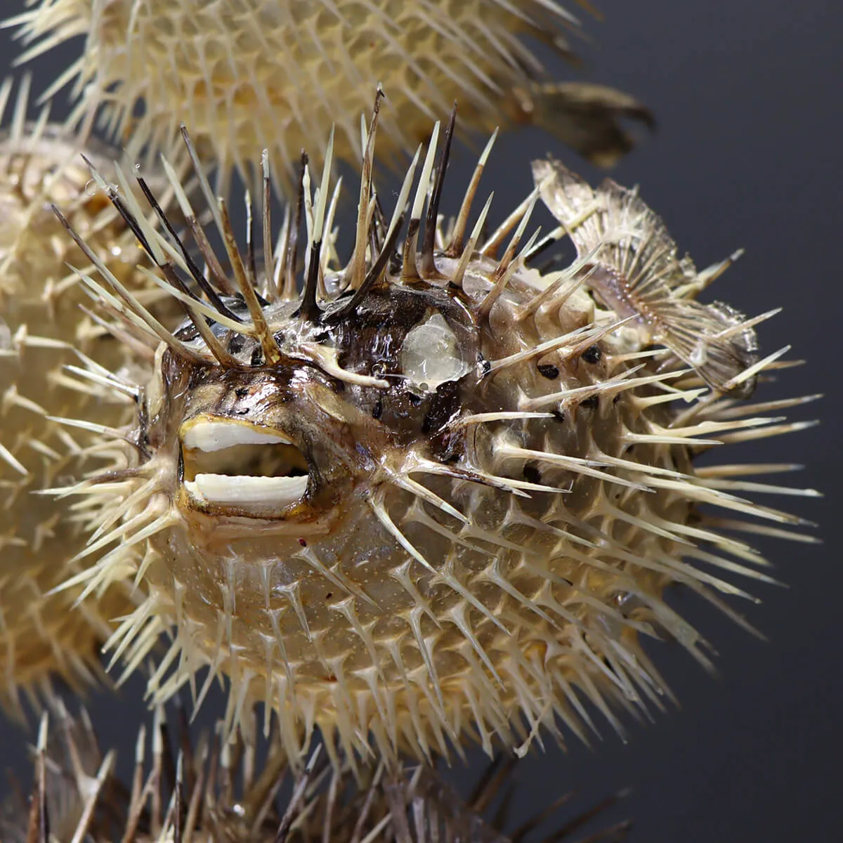 Tetraodontidae sp.