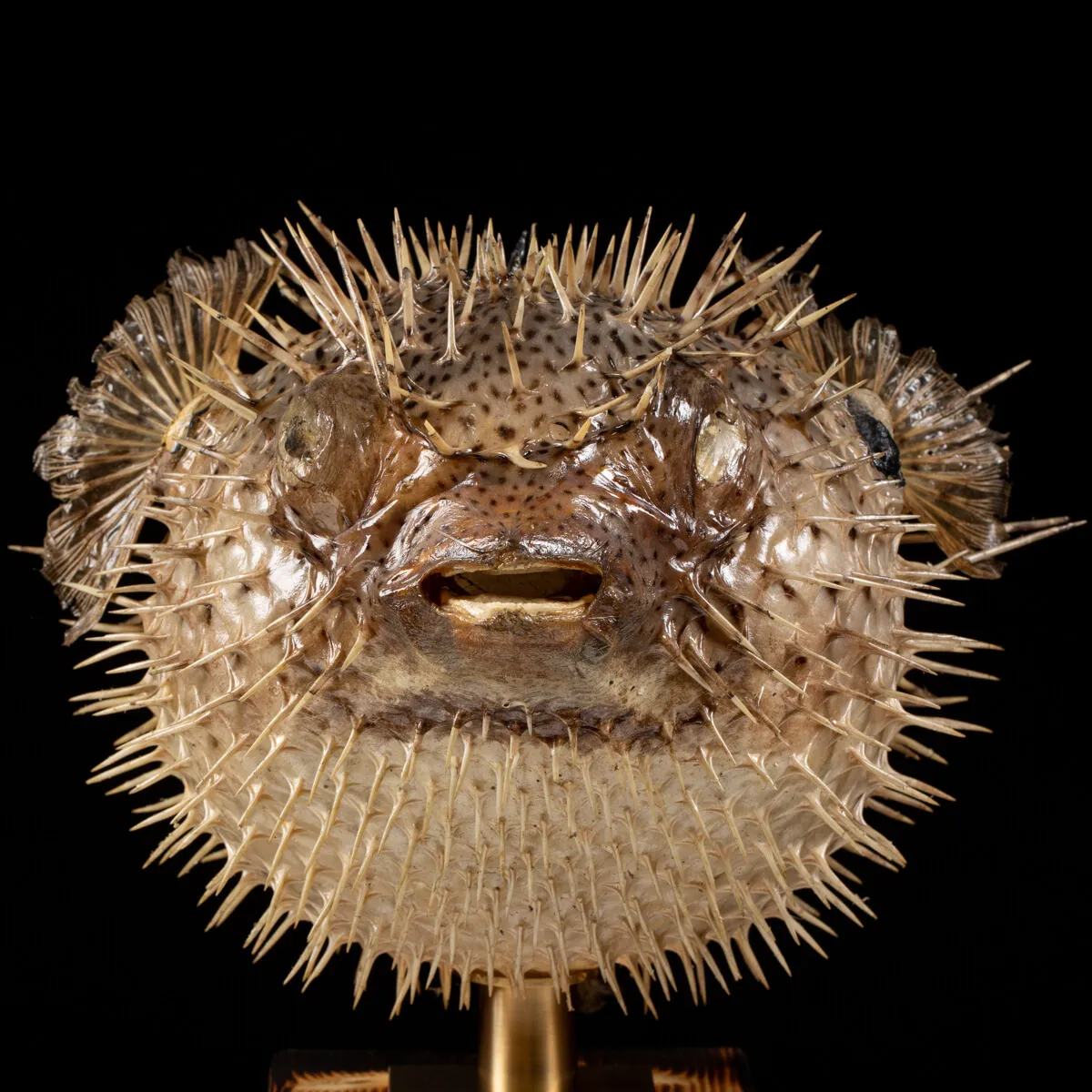 Tetraodontidae sp.