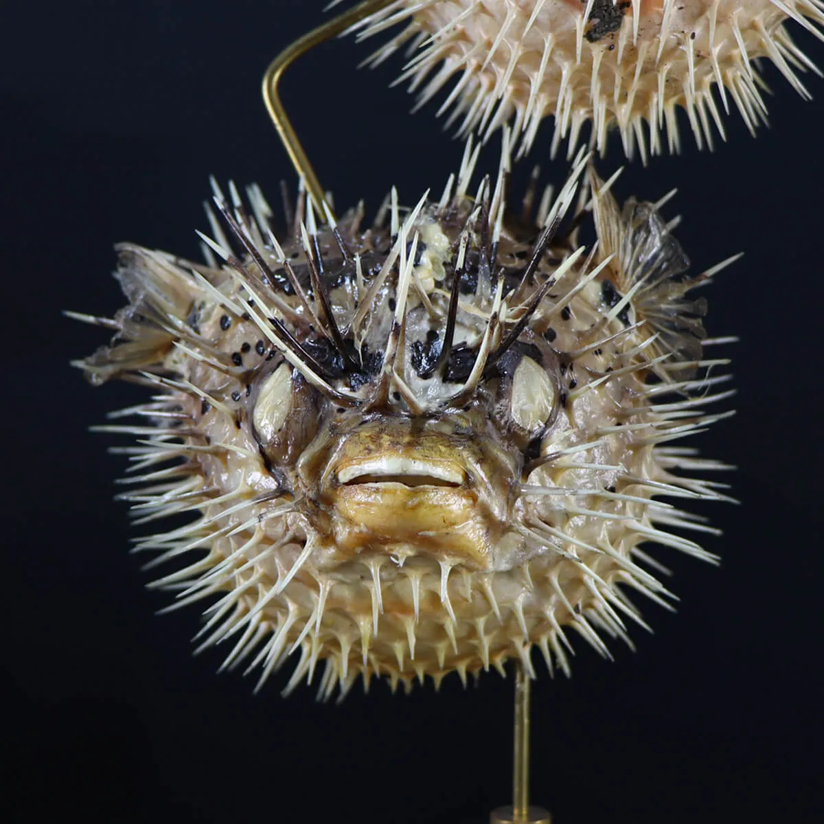 Tetraodontidae sp.